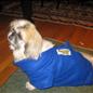 Elvis